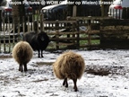 Winter Op Wielen (Brasschaat)